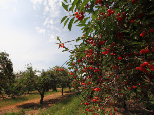 Joyfield Township cherry orchard