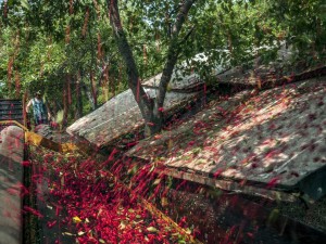 A mechanical shaker harvests cherries from a tree at Gene Garthe's farms in Northport. Photo and caption: National Geographic